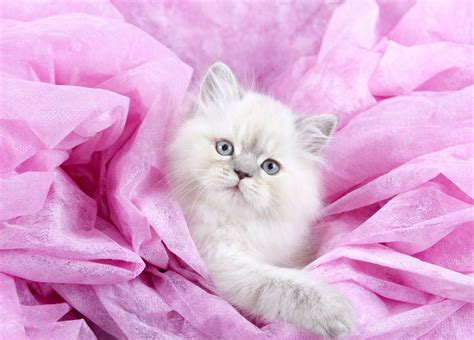 These cats are known for their sweet nature and charming personalities. . Teacup himalayan kittens for sale near missouri